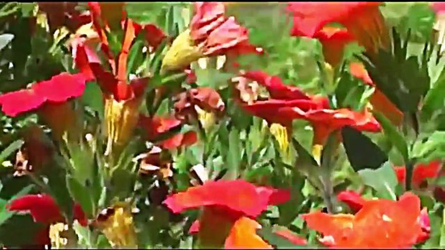 Pashto NEW 2016 HD Naat Sani Qalamyar Sta La Dargah Mi Mahroom Makri