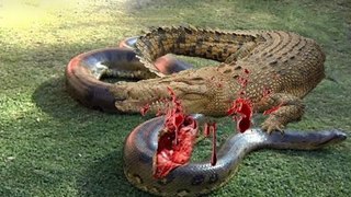 Anaconda vs Crocodile - Python vs Alligator compilation - Python vs crocodile - Snake