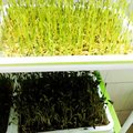 Wheat grass and black bean sprouts can sprouts so I harvest full of expectations and surprises