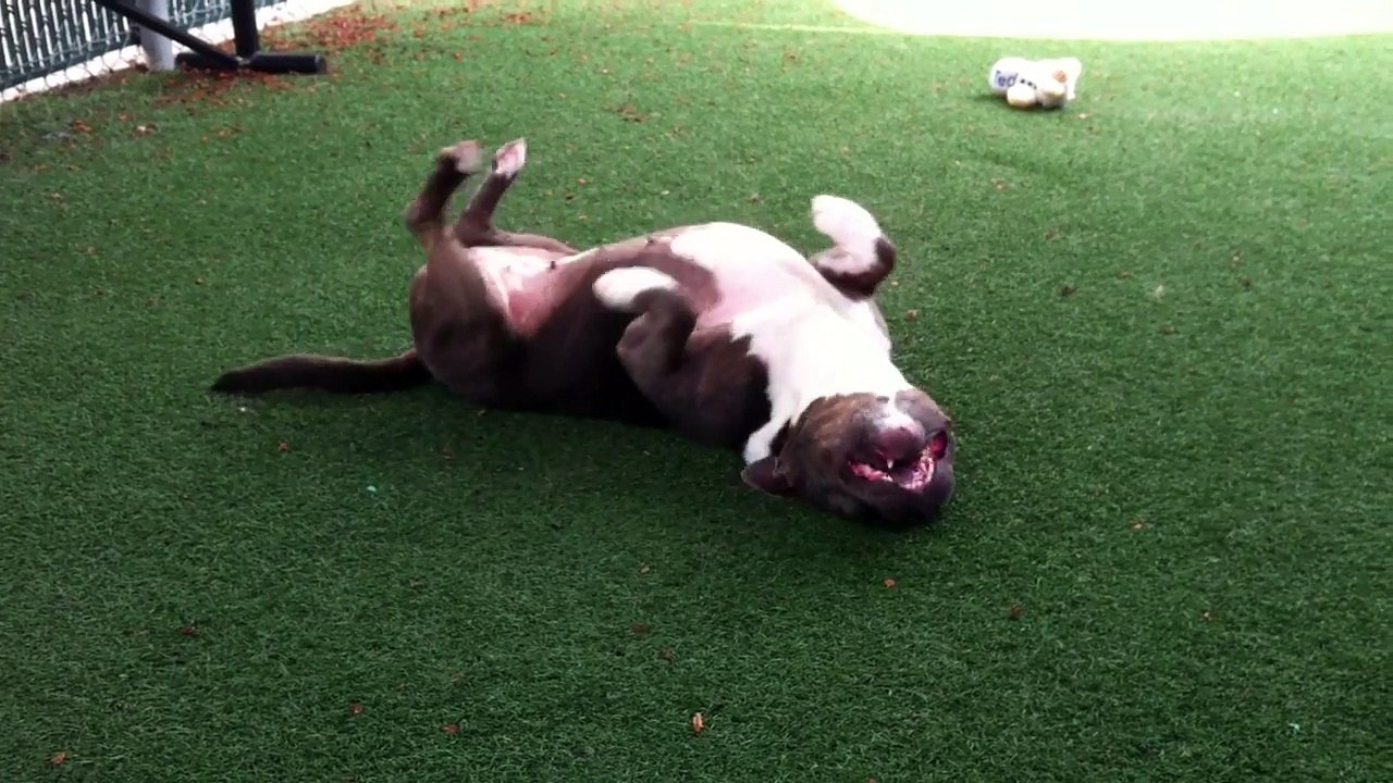 Shelter pitbull happily moans during back massage
