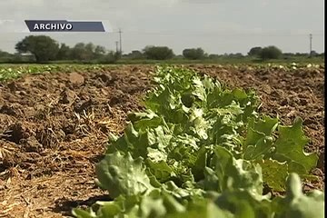 Que gobierno pague 25% del adeudo de campesinos con CFE