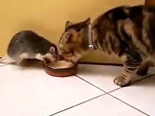 funny video rats and cat eating