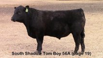 South Shadow Tom Boy 56A (page 19) Calving Ease black angus bull for sale