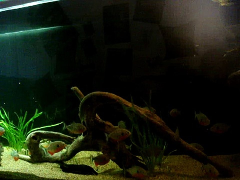 26 pirañas pigocentrus notatus y 3 nattereris comiendo