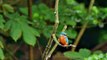 Common Kingfisher, Eurasian Kingfisher or River Kingfisher (Alcedo atthis ♂) - Eisvogel [3]