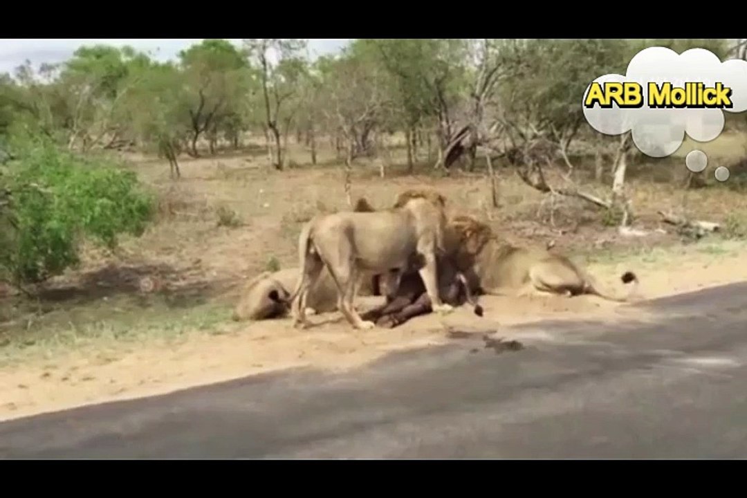 Lion Attack