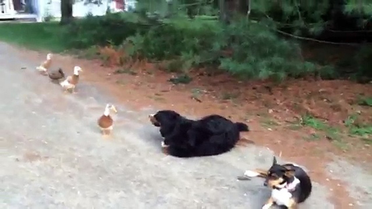 Dog vs. Devil Duck