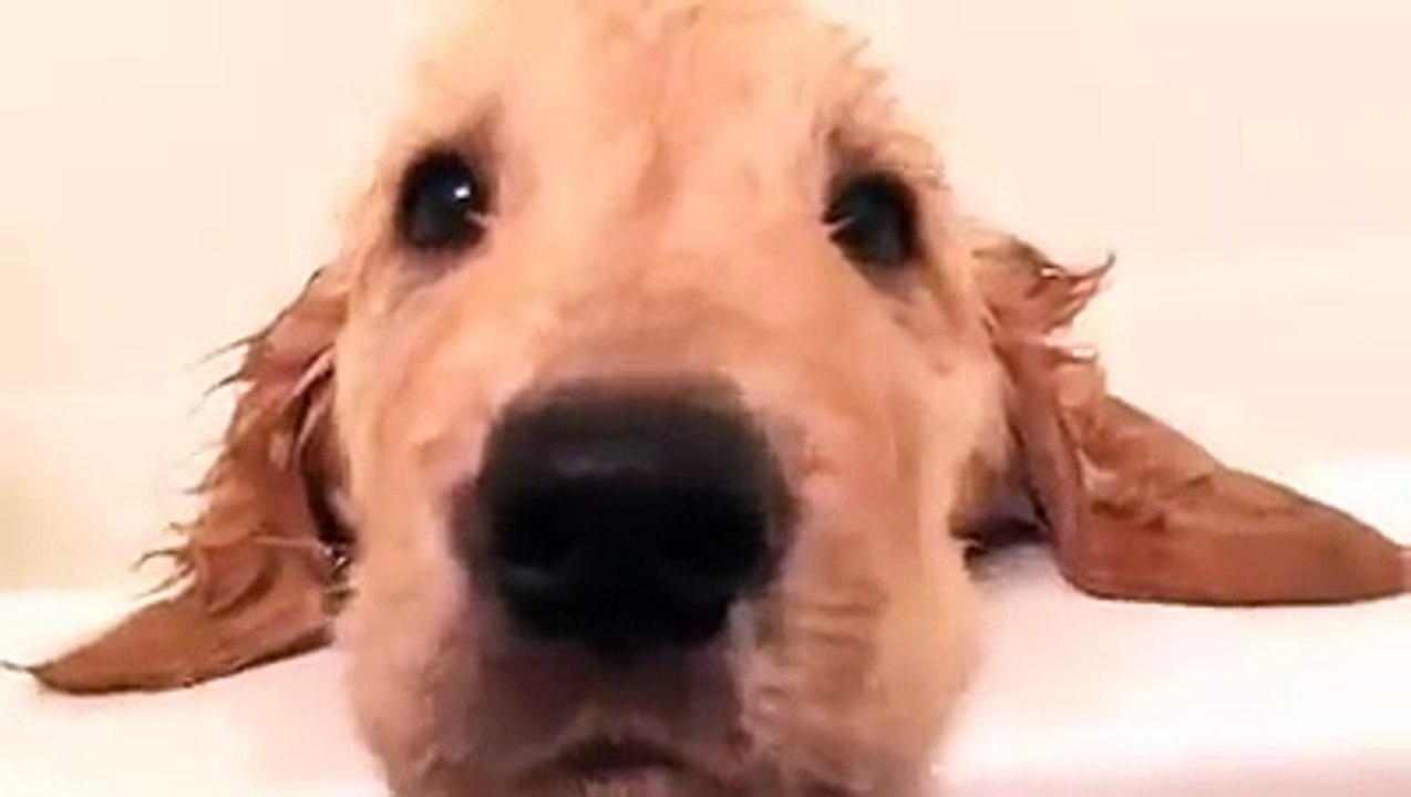 Interesting videoclip of animal