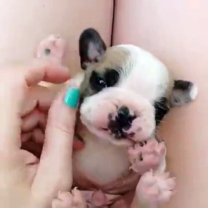 Interesting videoclip of animal