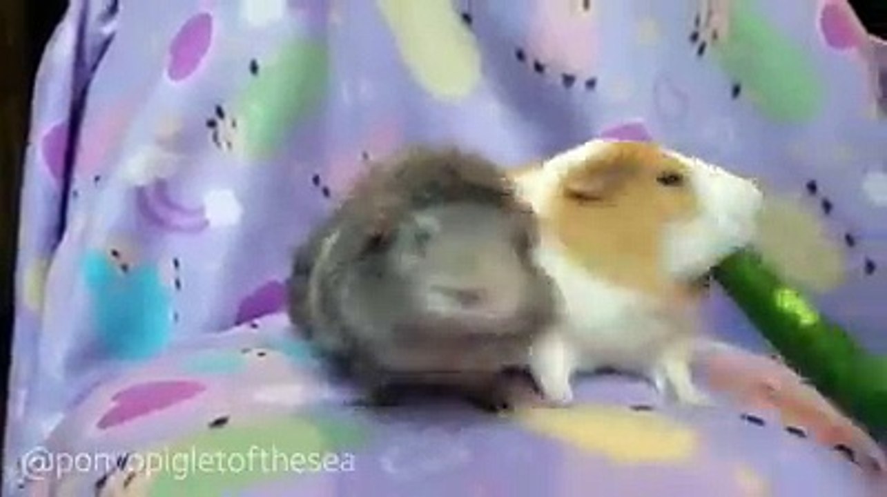Interesting videoclip of animal