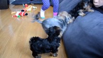 Baby doll faced mini yorkie / yorkies / yorkshire terrier 2