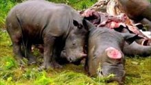 Stop Rhino Poaching