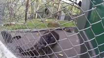 Monkey Pulls Funny Faces for Camera