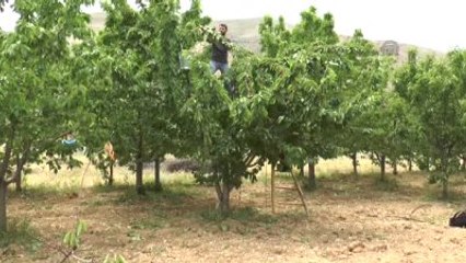Dalbastı"Da Kalite Yükseldi Üreticinin Yüzü Güldü