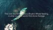 Superbes images d'une Baleine vue de Drone en Australie