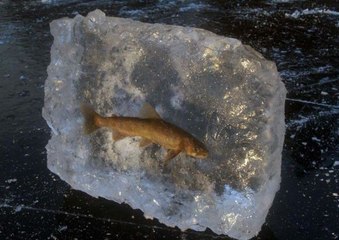 Frozen Fish Gets Normal In Water - Amazing Videos Of The World