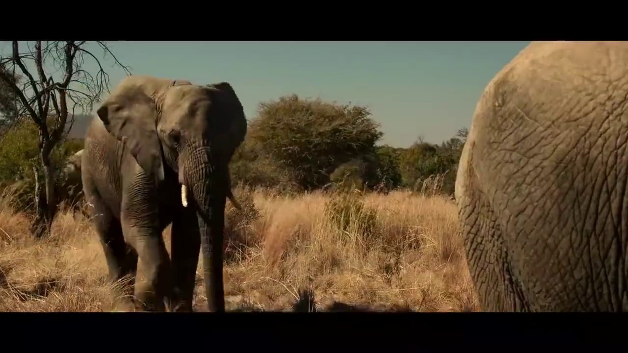Scène WTF avec un éléphant extraite du film Gri...