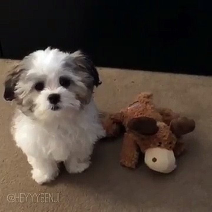 Chi è Il Tuo Migliore Amico? Questo Cagnolino Non Ha Dubbi... O Quasi