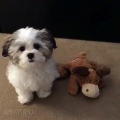 Chi è Il Tuo Migliore Amico? Questo Cagnolino Non Ha Dubbi... O Quasi