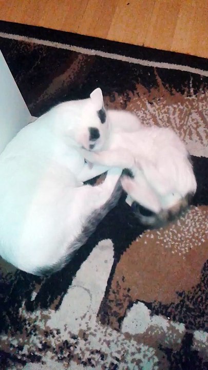 Harvey und Vinzent am 13.11.2015