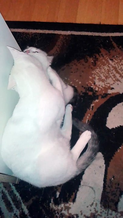 Harvey und Vinzent am 13.11.2015