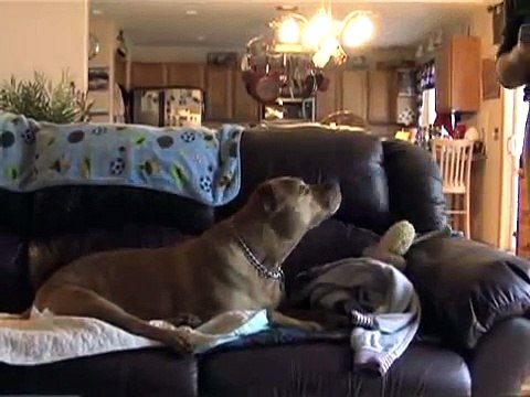 Quello che fa quest'UOMO per il suo amico DISABILE a 4-ZAMPE..è BELLISSIMO!