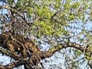 A Lion Climbs a Tree and Eats a Warthog