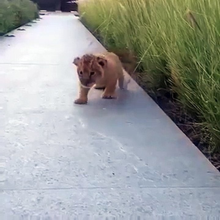 The Littlest Lion Roar Will Melt Your Heart