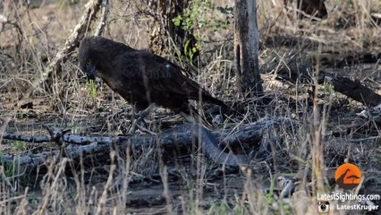 Cobra vs Brown Snake Eagle - Latest Wildlife Sightings