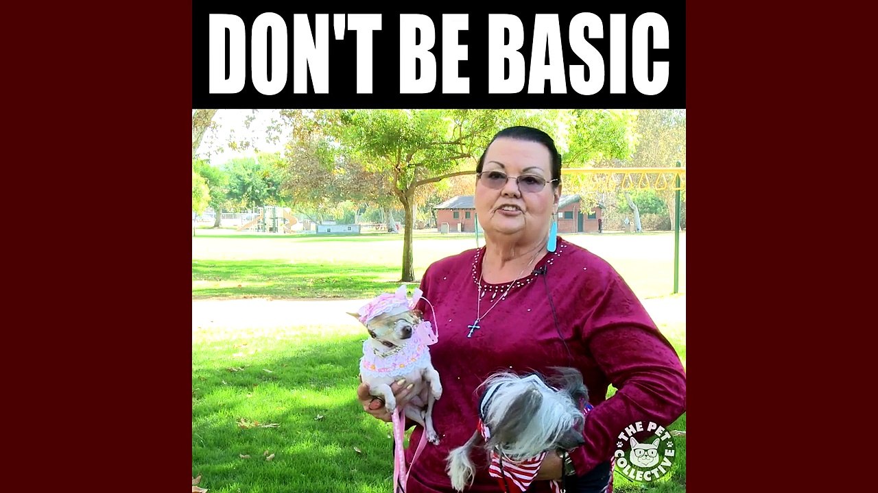 Silly Pet Meme Video Compilation 2016