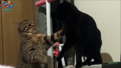 Tokatçı Kediler:)))