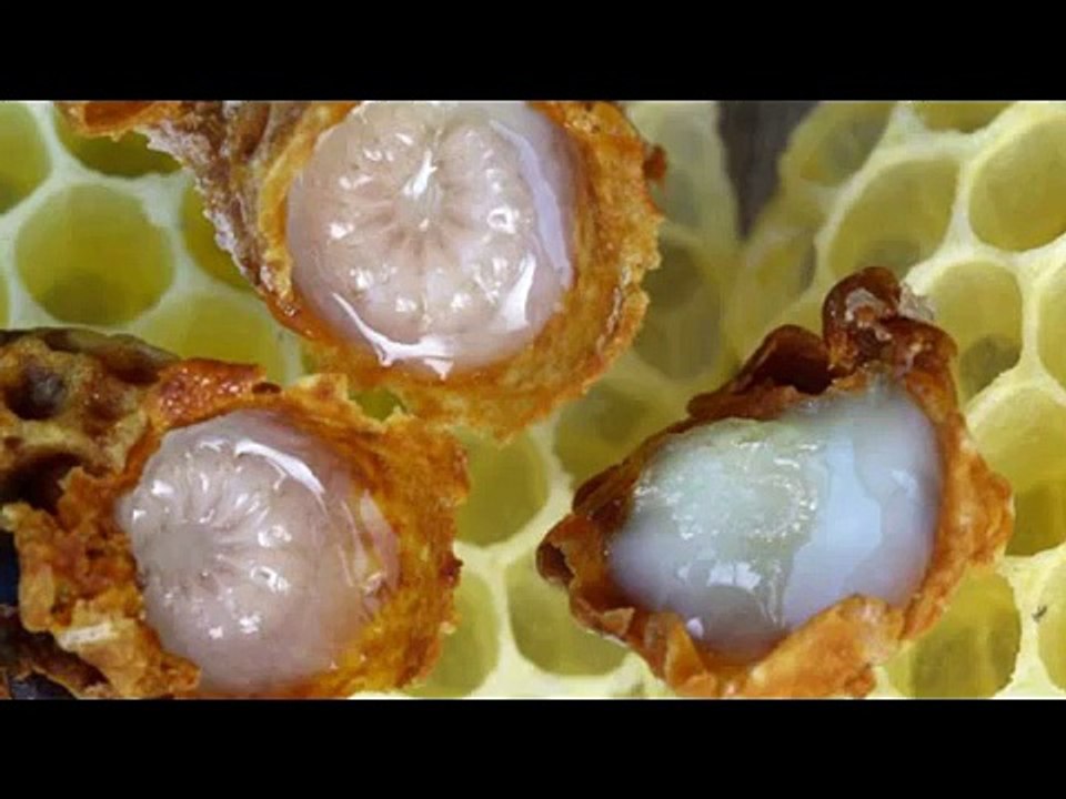 Royal Jelly For Male Fertility  Dr NA Mazhar (Dr of Aternative Medicine