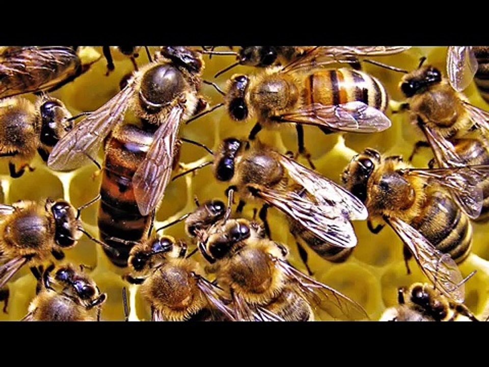 Royal Jelly Kay Mazeed Fowaid Dr NA Mazhar (Dr of Aternative Medicine (رائل جیلی کے مزید فوائد)