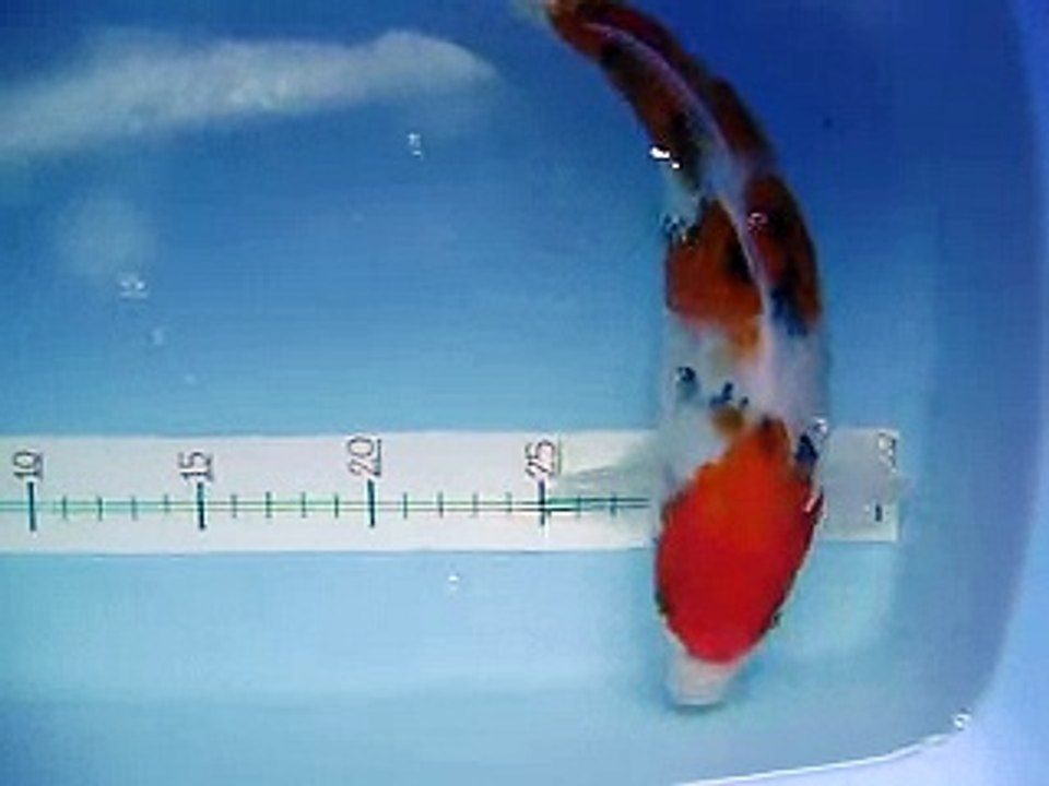 koi sale sanke size 25 cm 1500 bath Thailand tell 0890994046.AVI