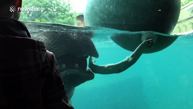 Enormous hippo 'gives a show' at zoo