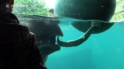 Enormous hippo 'gives a show' at zoo