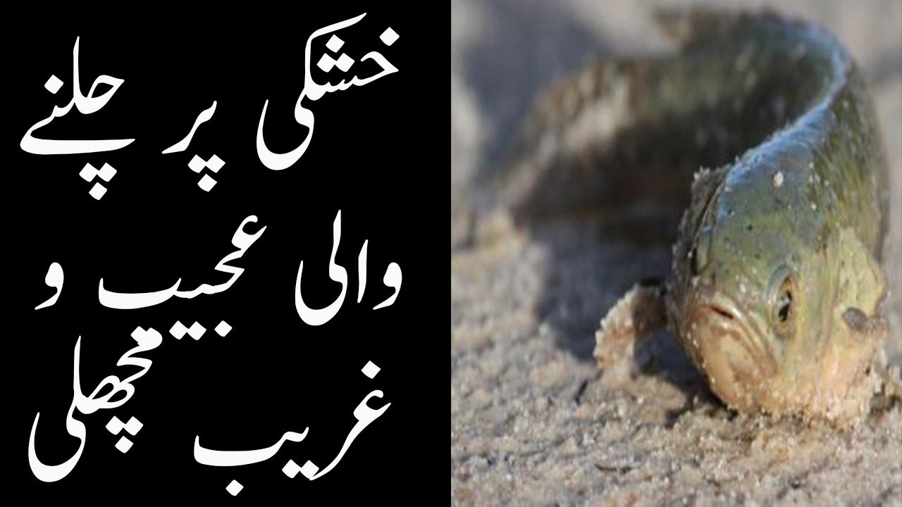 Amazing Fish crawl on sand--Must watch