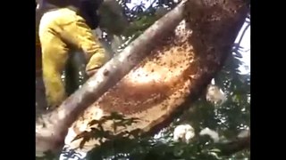 taking honey from honeycomb