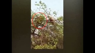 tiger fails to hunt monkey on the tree