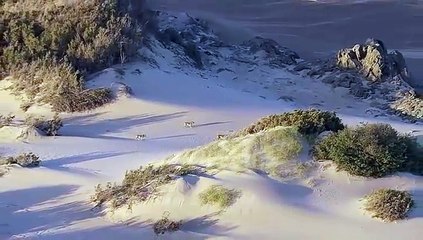 Yeryüzü Belgeseli Çöl Canlıları- Aslanlar