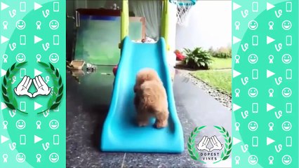 TRY NOT TO LAUGH OR GRIN - Funny Animals Vines Compilation [2016]