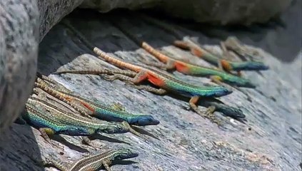 Yeryüzü Belgeseli Çöl Canlıları -Kertenkele