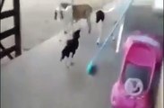 Cock Vs Goat Real Fight One on One Match - Funny Animals Videos