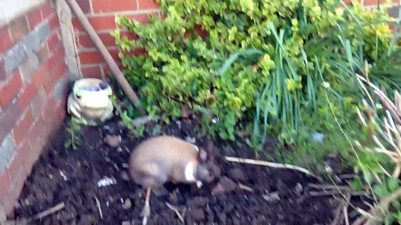 The nature channel animal:Bugzy the rabbit