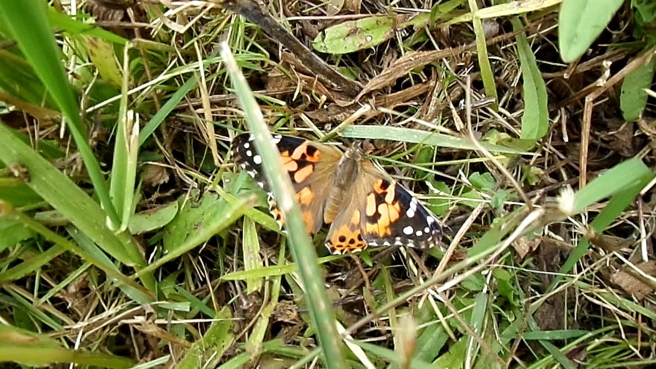 papillons 3