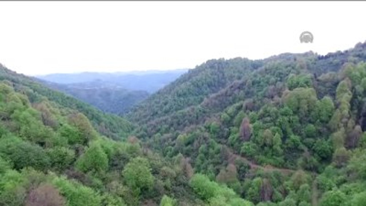 Dünyanın En Yaşlı Porsuk Ağacı "Tabiat Anıtı" Olacak