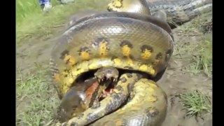 Anaconda vs Crocodile - Python vs Alligator compilation - Python vs crocodile - Snake