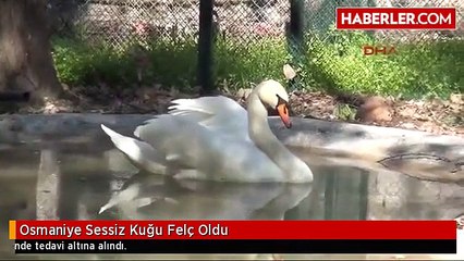 sessiz Kuğu