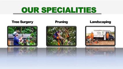 Expert Arborist Services in Nottingham 🌳 | Weedons Tree Surgeons