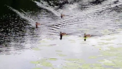 Charging Ducks on the Pond, near Riga, Road Trip 2015, Latvia